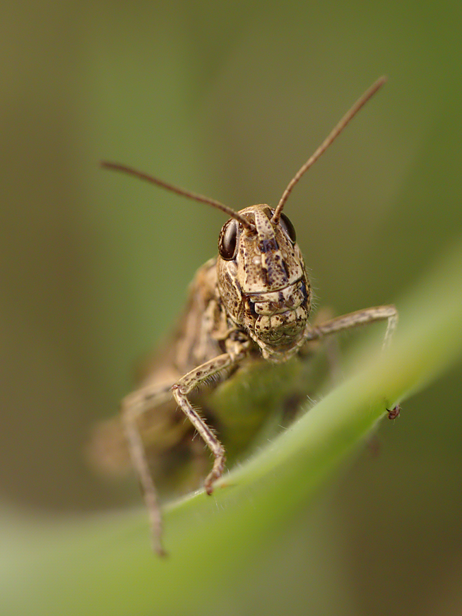 Gemeiner Grashüpfer