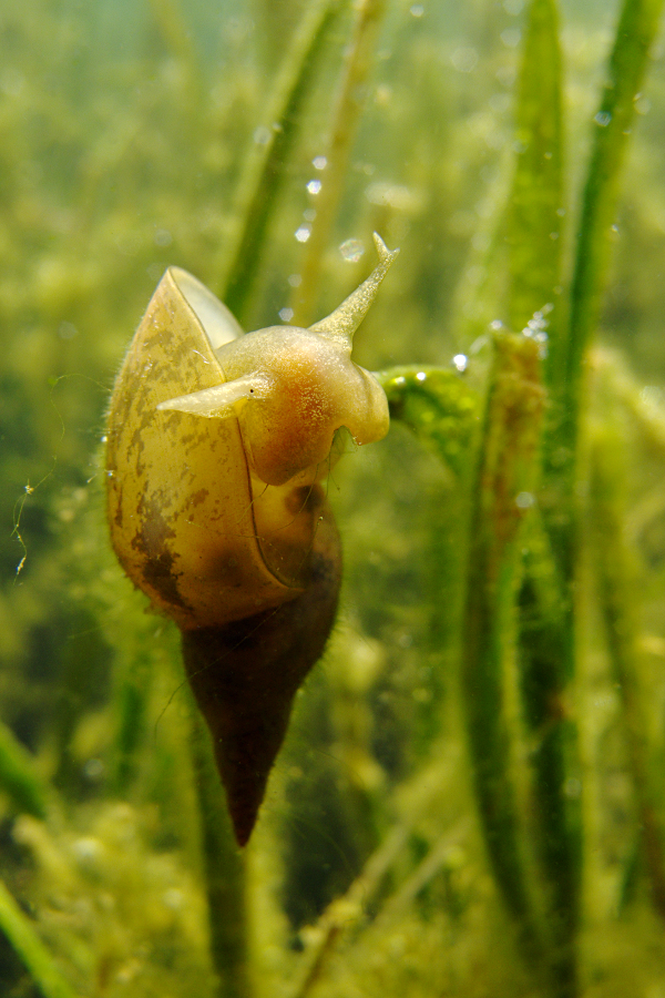 Schlammschnecke