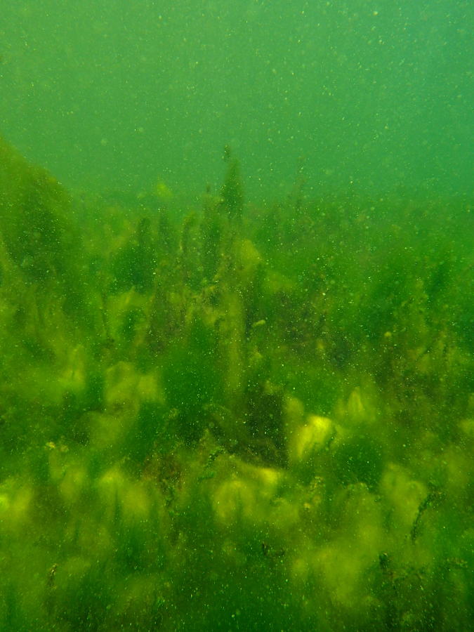Schneegestöber unter Wasser