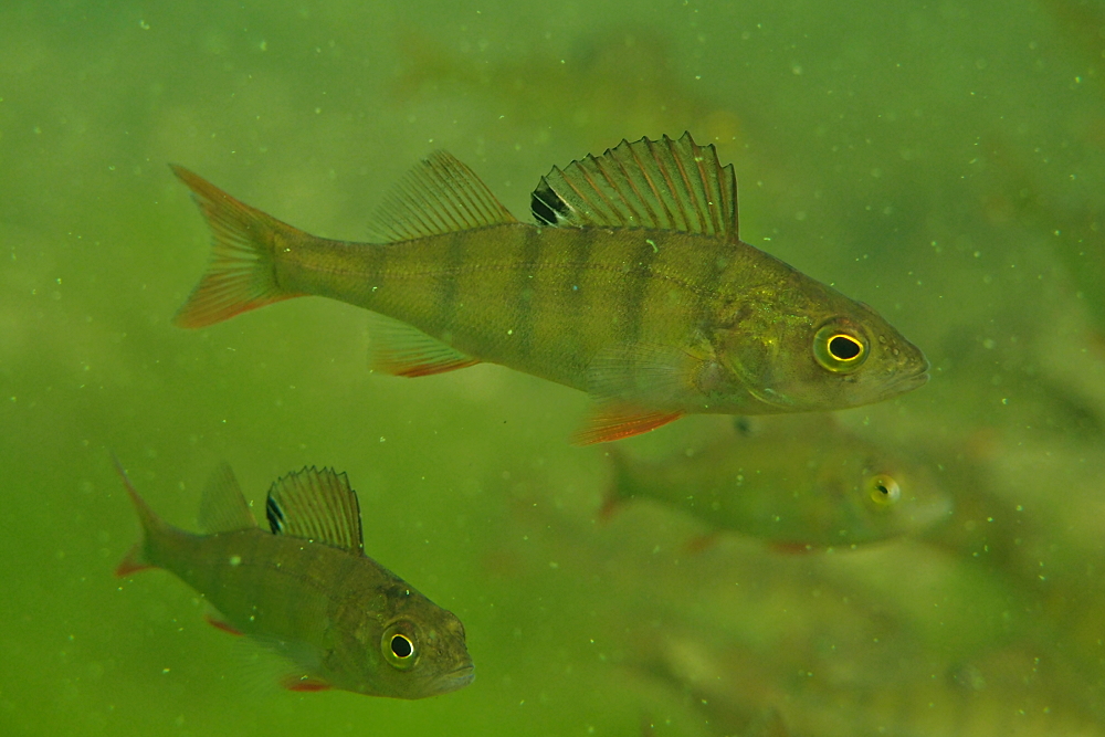 Barsche im Schneegestöber