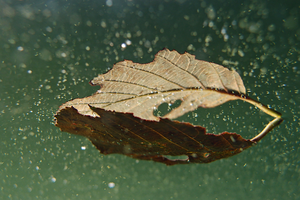 Blattspiegelung mit Schwebeteilchen