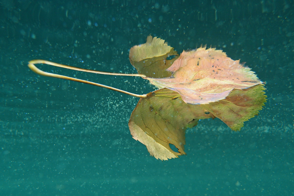 Blattspiegelung mit Schwebeteilchen