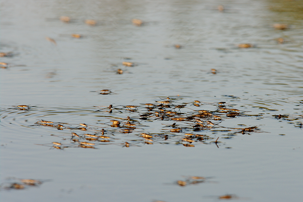 Wasserläuferversammlung