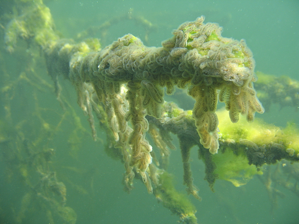 Moostierchen und Algen