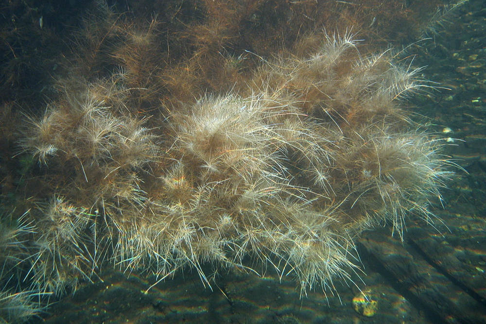 Wurzeln unter Wasser