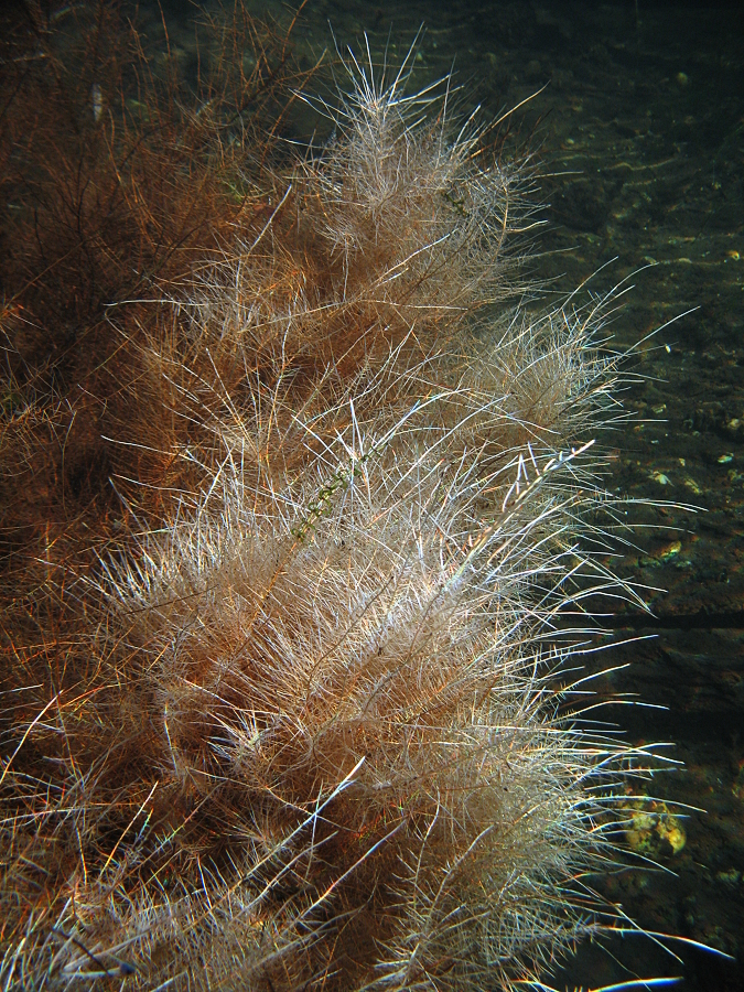 Wurzeln unter Wasser