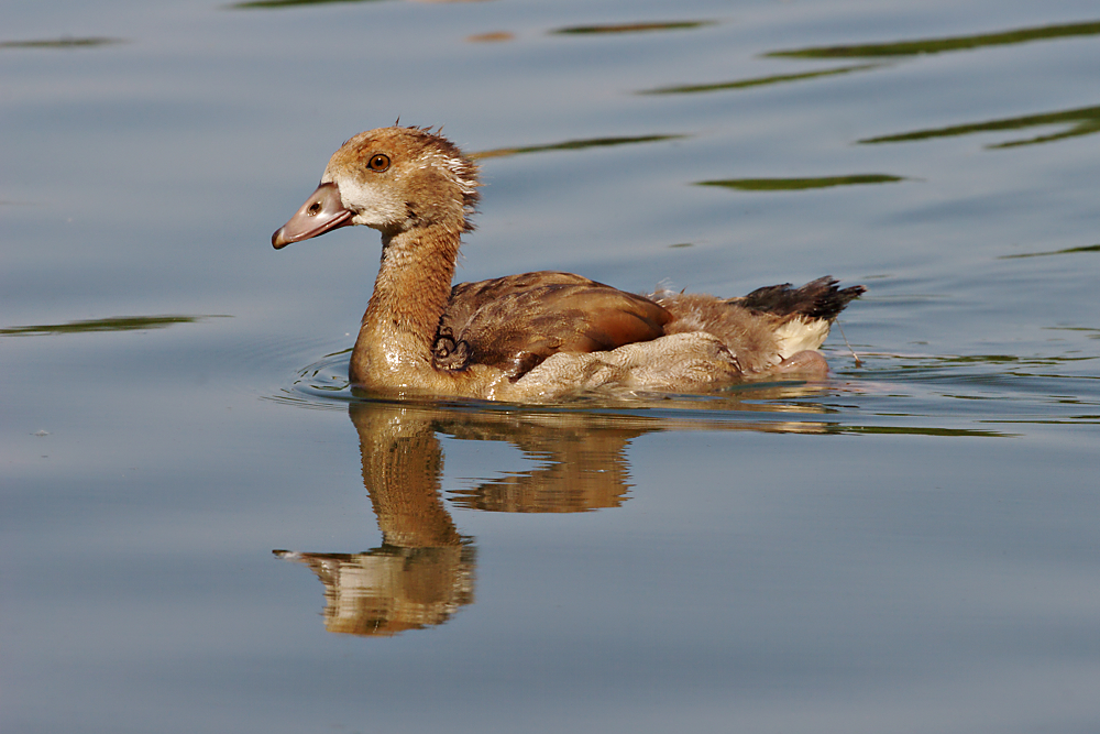 Nilgans
