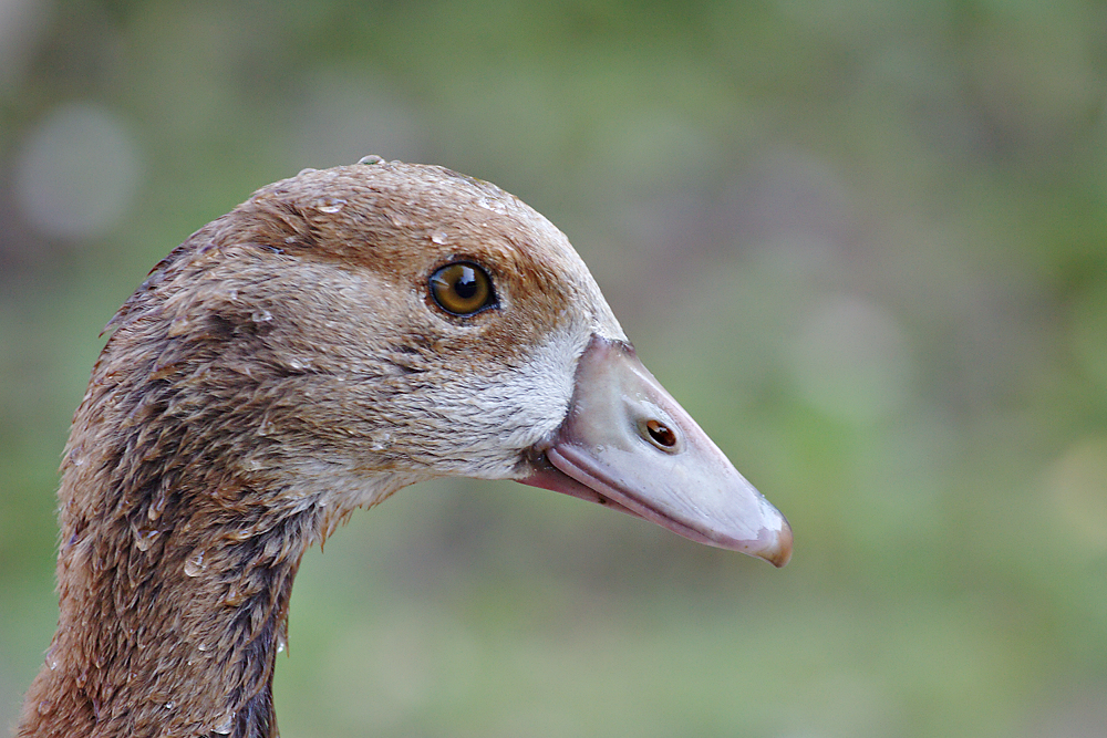 Nilgans-Kopfportrait
