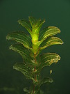 Durchwachsenes Laichkraut (Potamogeton perfoliatus)