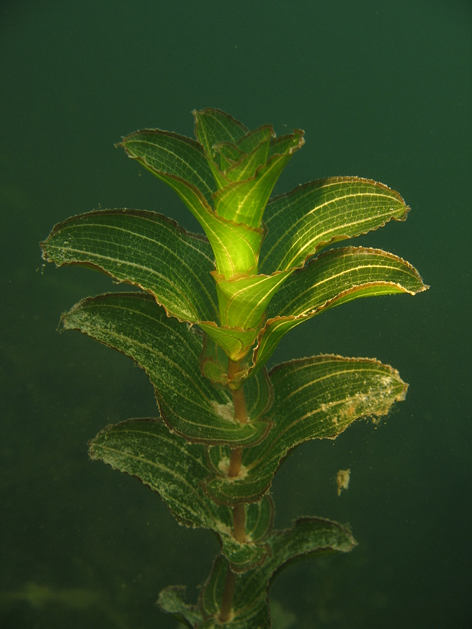 Durchwachsenes Laichkraut (Potamogeton perfoliatus)