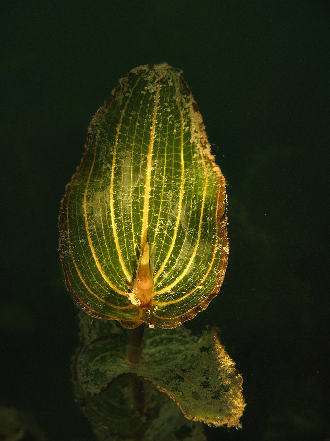 Durchwachsenes Laichkraut (Potamogeton perfoliatus)