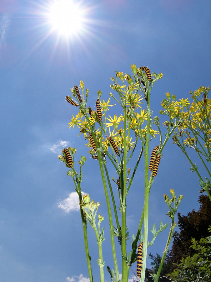 Blutbär-Raupen auf Geißkraut