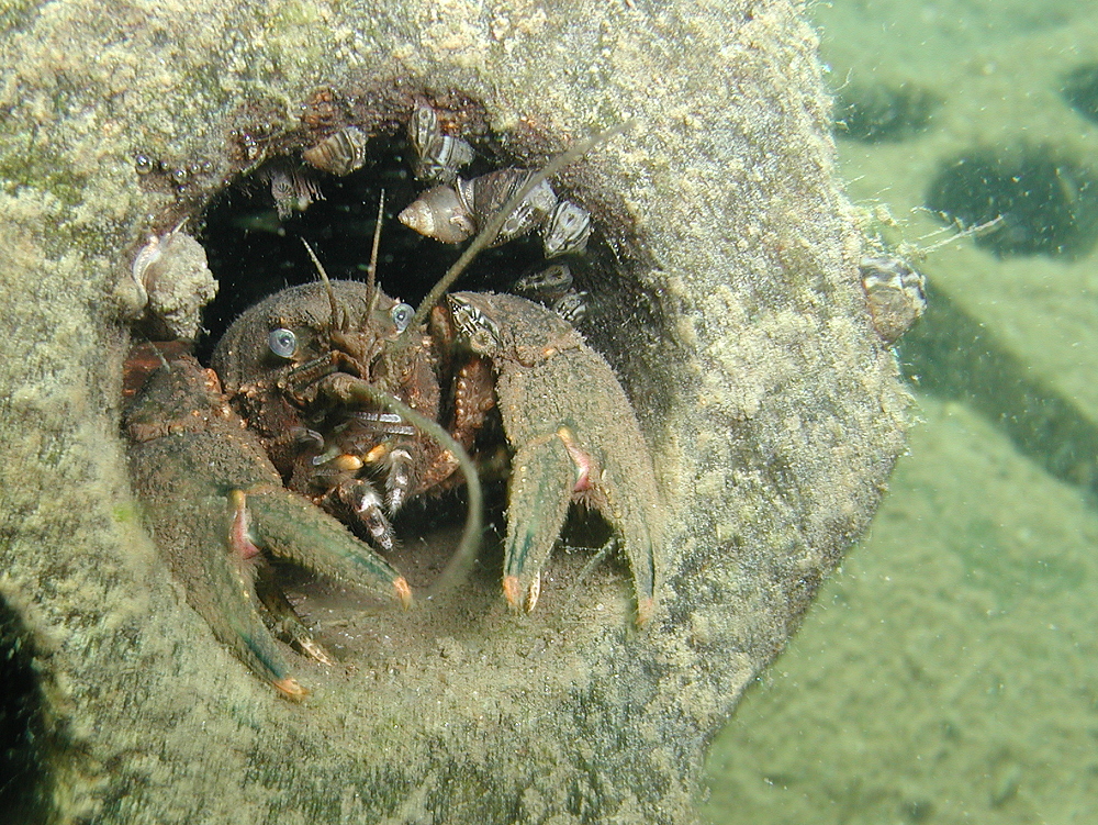 Amerikanischer Flußkrebs