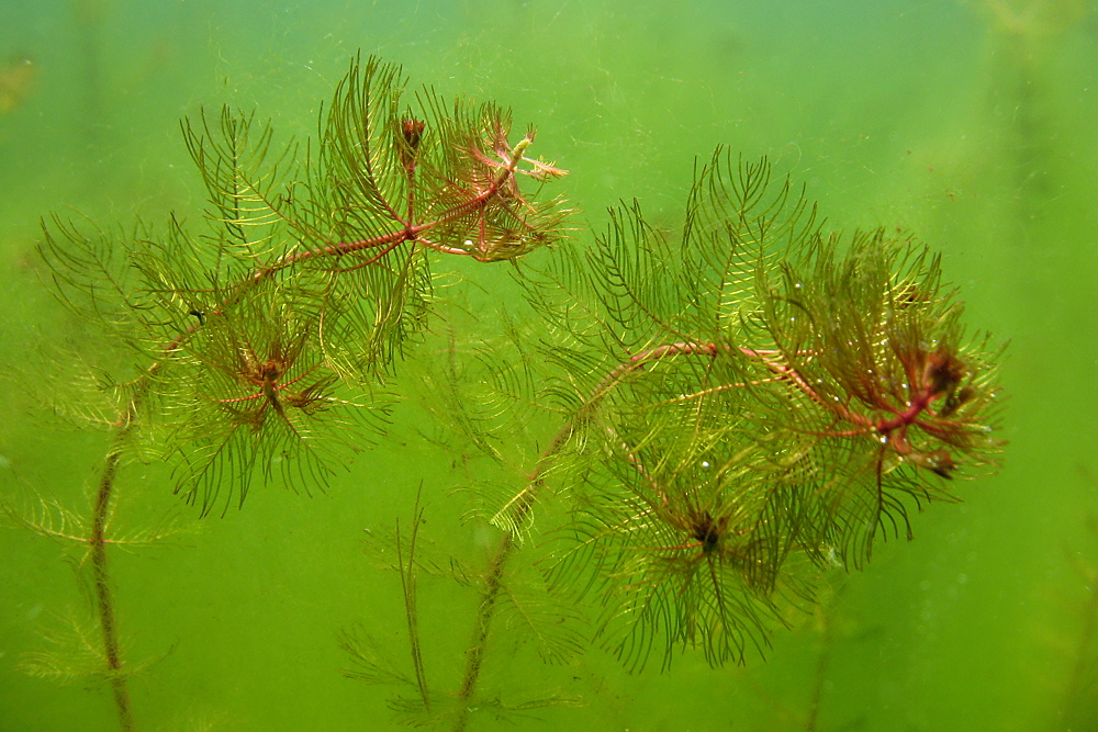 Ähriges Tausendblatt