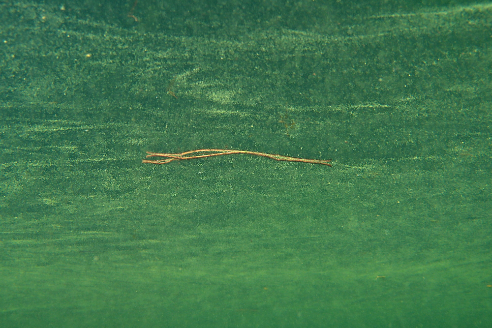 Stöckchen in Pollen