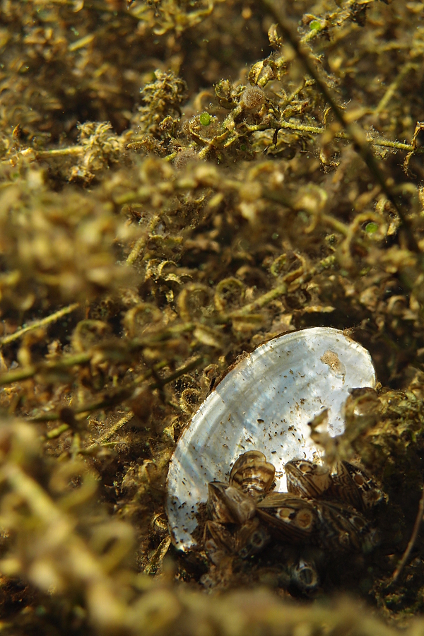 Muschelschale in Wasserpest
