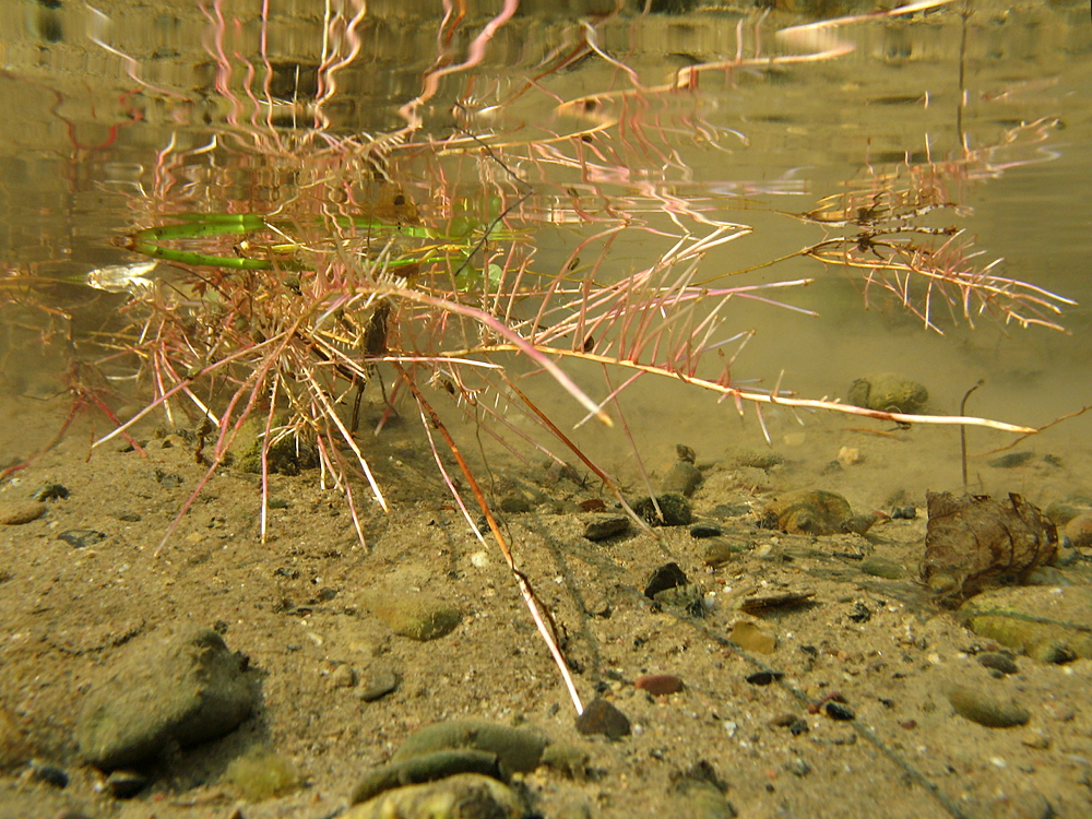 Wurzeln unter Wasser
