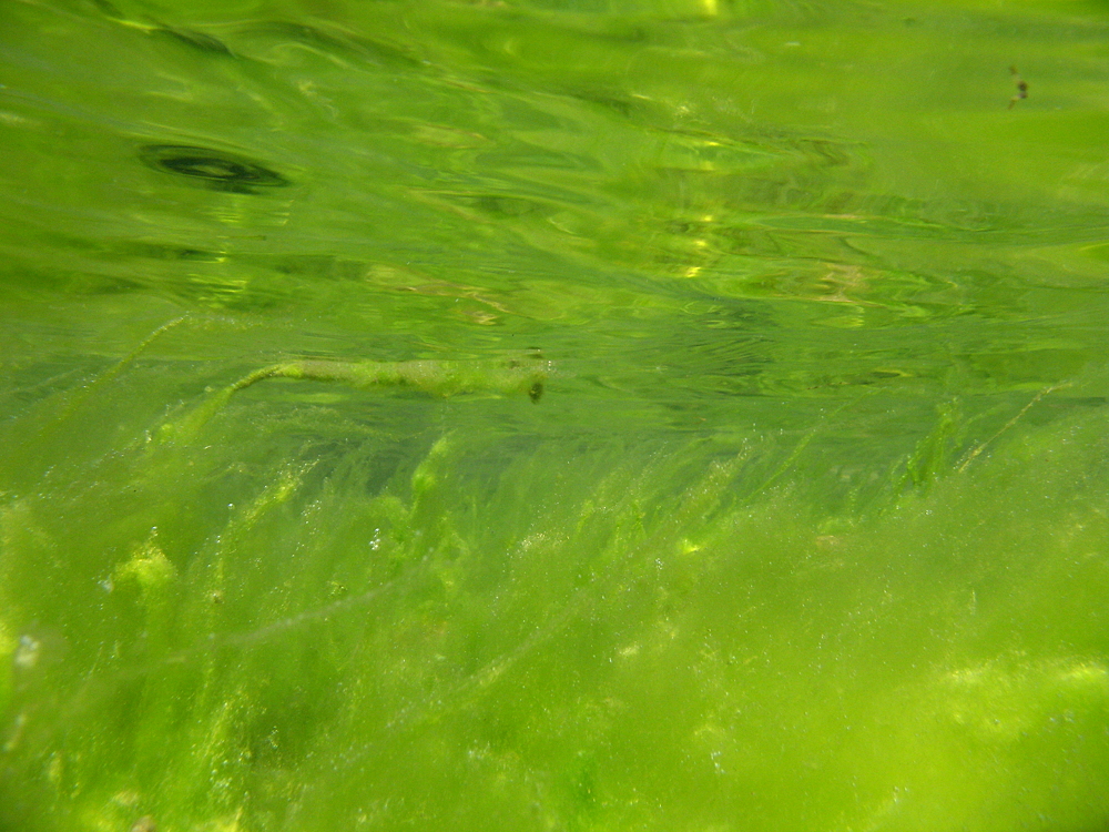 Algenspiegelung