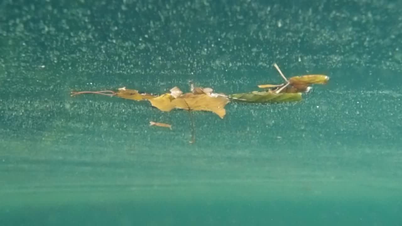 Blätter in Wind und Wellen