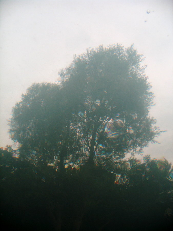 Bäume aus der Fischperspektive