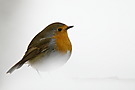 Rotkehlchen
