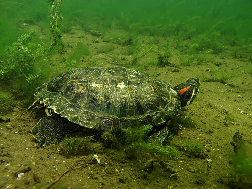 Rotwangen-Schmuckschildkröte