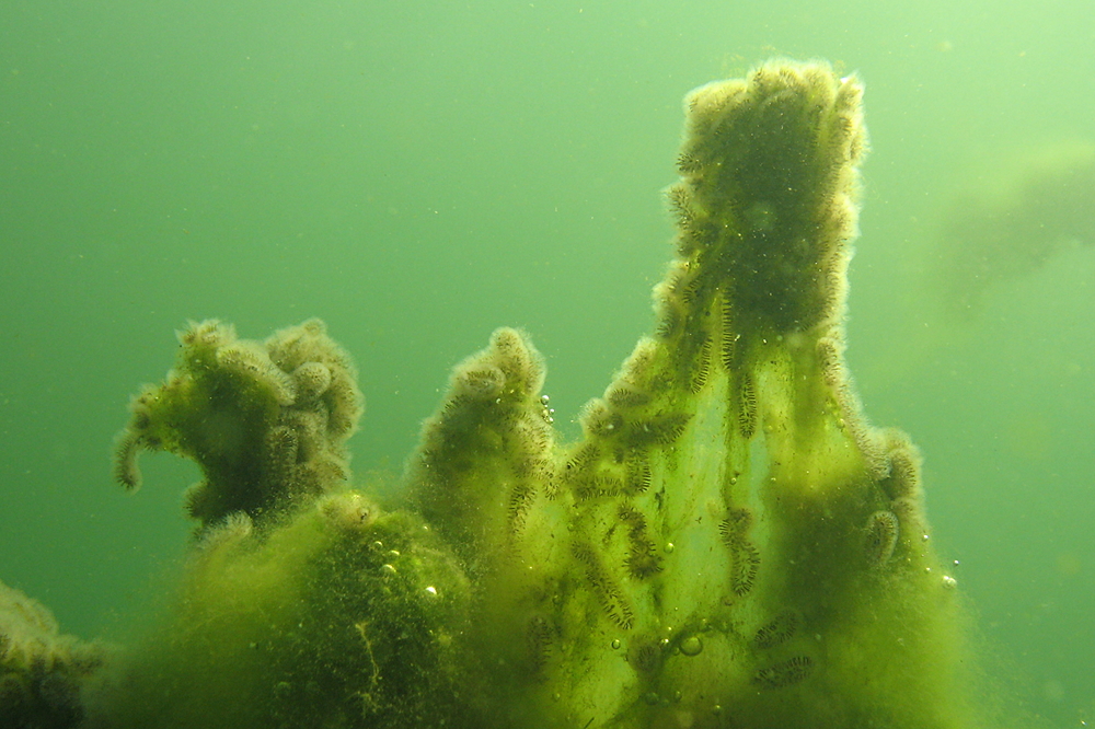 Moostierchen und Algen