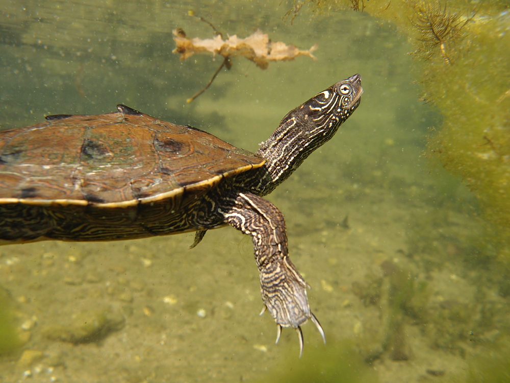Falsche Landkarten-Höckerschildkröte