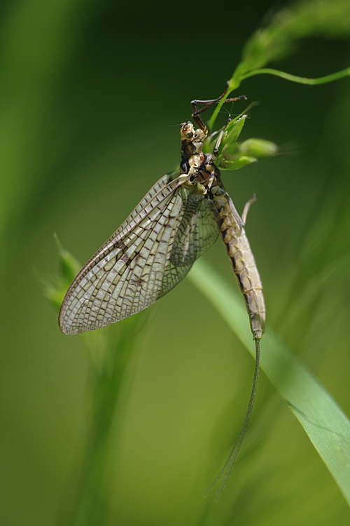 Gemeine Eintagsfliege