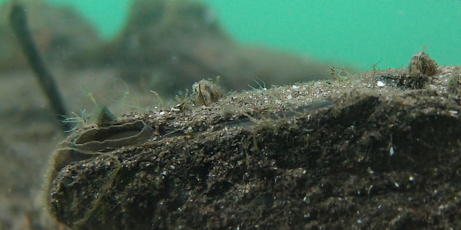 Polypen auf Teichmuschel