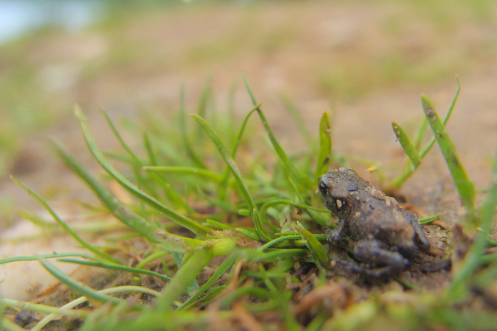 Erdkröte (jung)