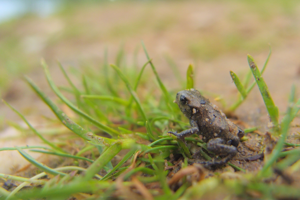 Erdkröte (jung)
