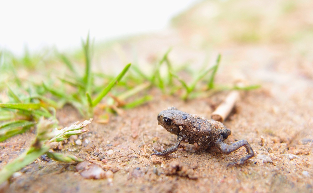 Erdkröte (jung)