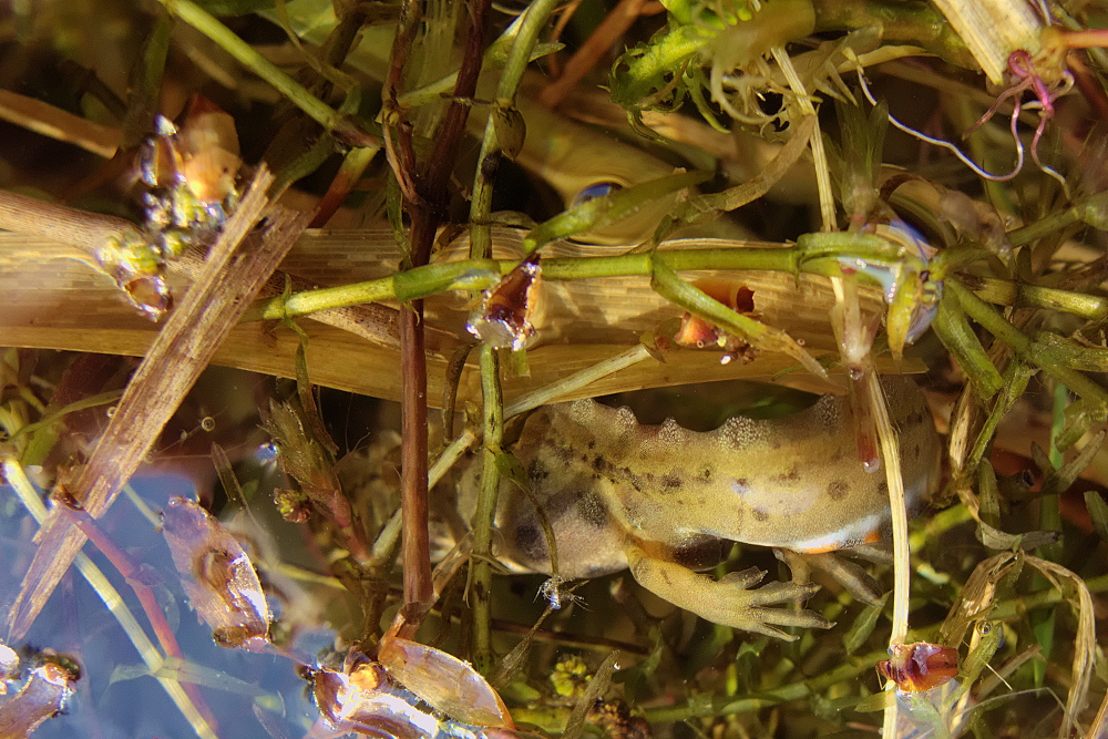 Teichmolch - nicht schlecht getarnt