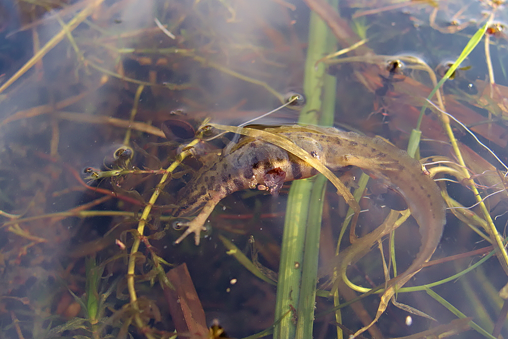 Teichmolch - nicht schlecht getarnt