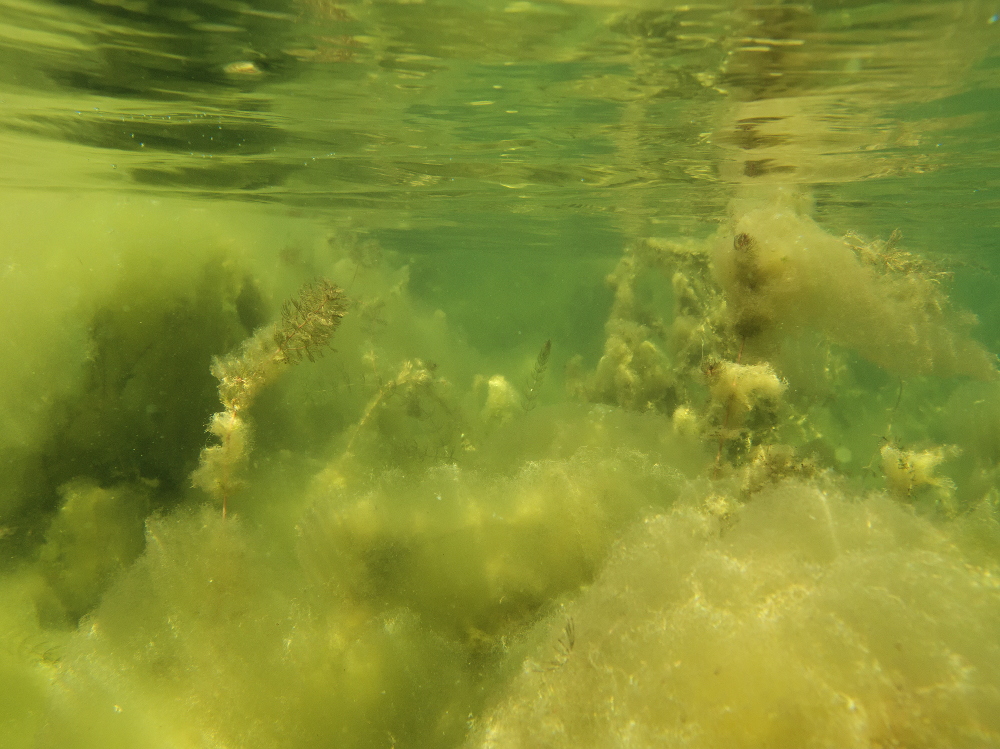 Algenlandschaft