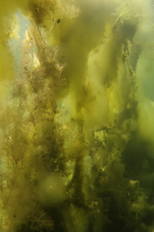 Eine Wand aus Algen