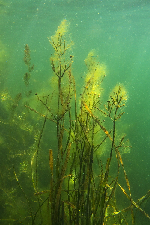 Grasblättriger Froschlöffel, Algen und Licht
