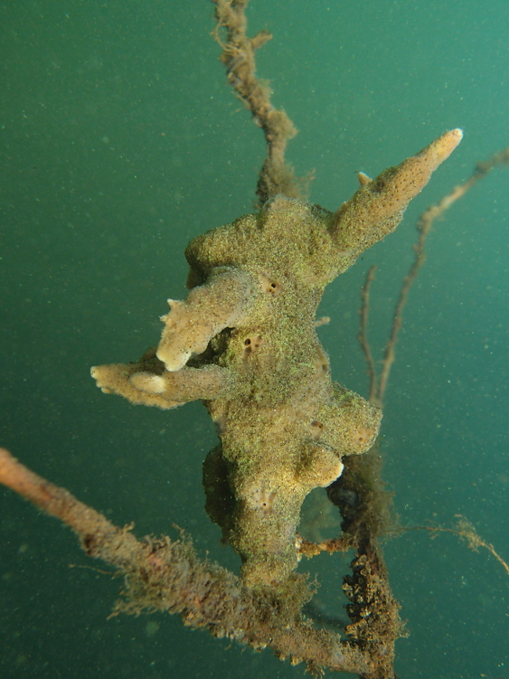 "Teddyhäschen" von der Seite