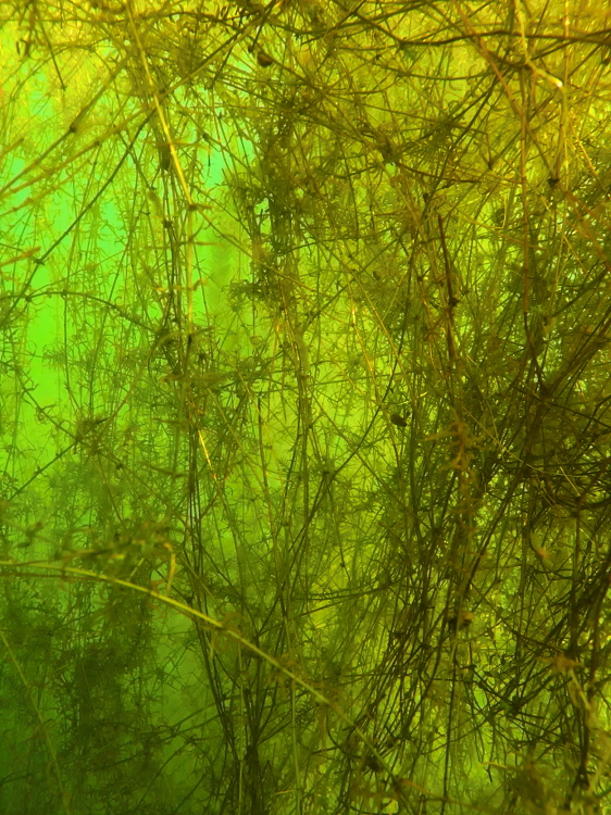 Wasserpest im Überfluß