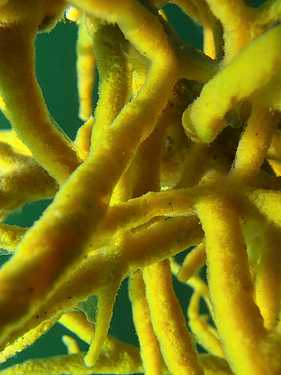 Das Innere eines Schwamms