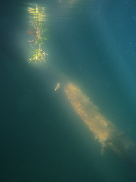 Lichtstrahlen in trüber Brühe