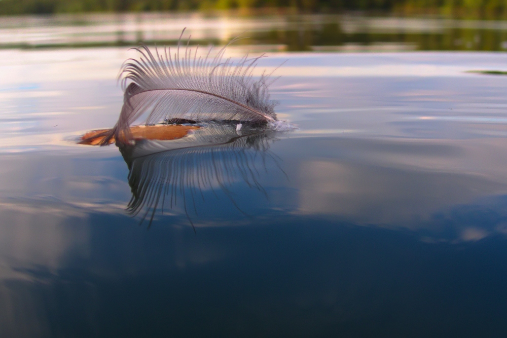 Feder auf dem Wasser
