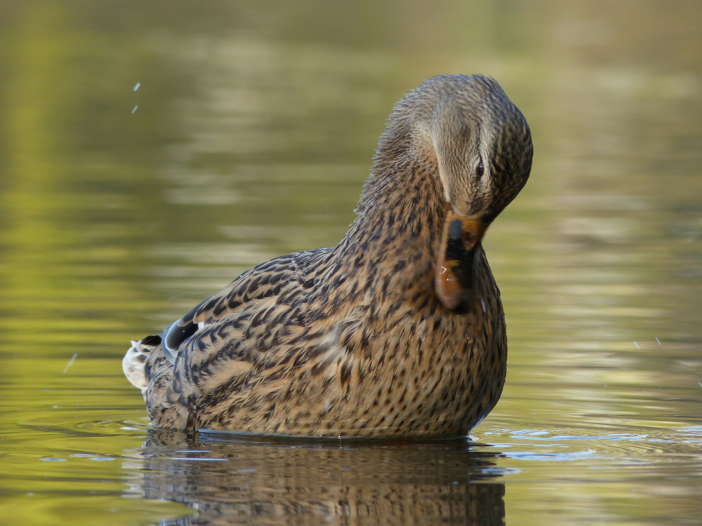 Stockente bei der Gefiederpflege