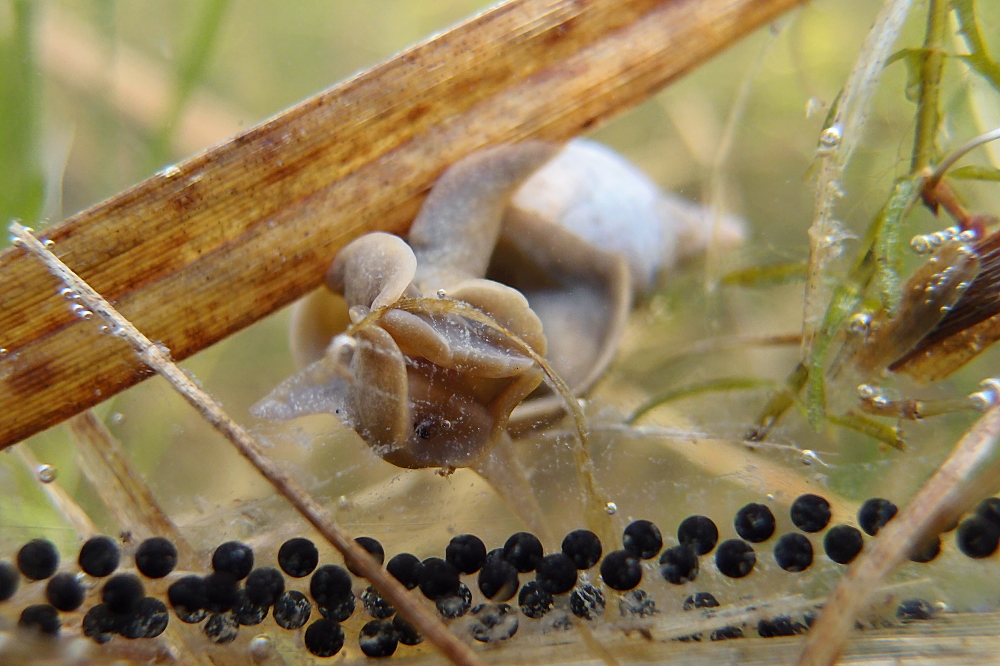 Spitzschlammschnecke an Erdkrötenlaich