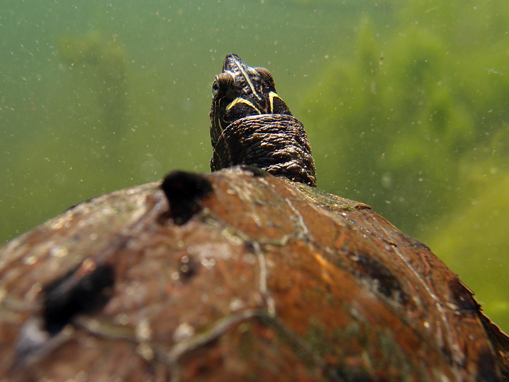 Falsche Landkarten-Höckerschildkröte