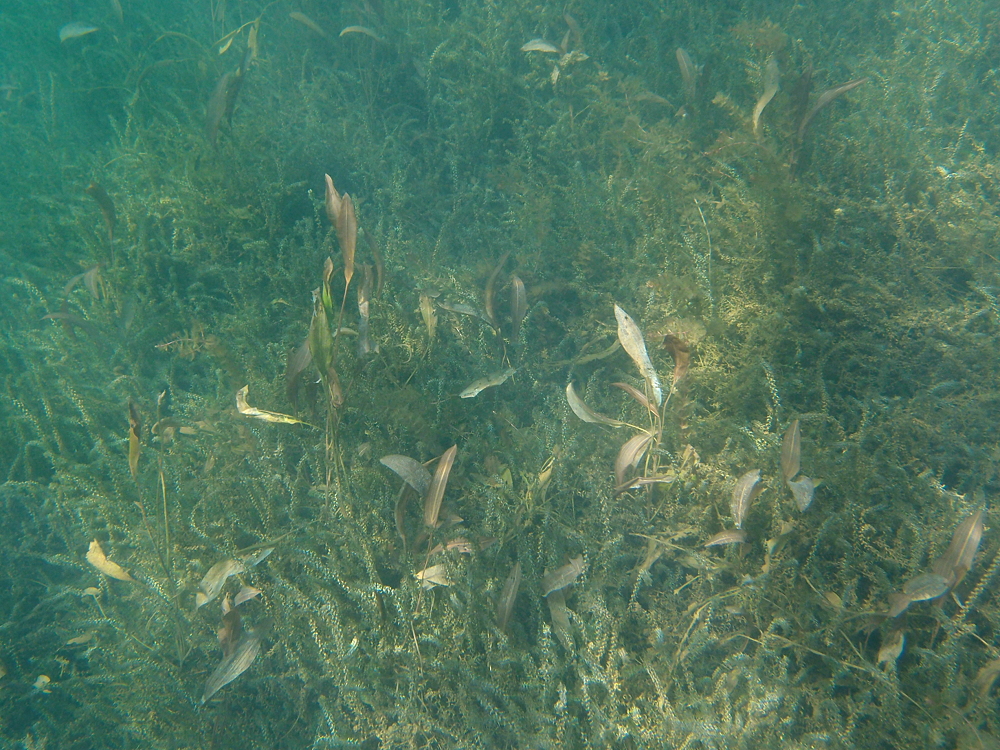 Laichkraut und Wasserpest