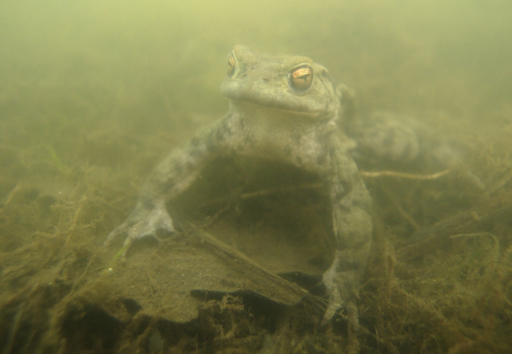 Erdkröte im Milchsuppe