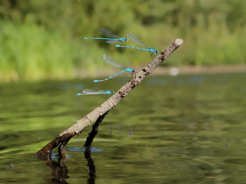 Sonnenbank der Kleinlibellen (2)