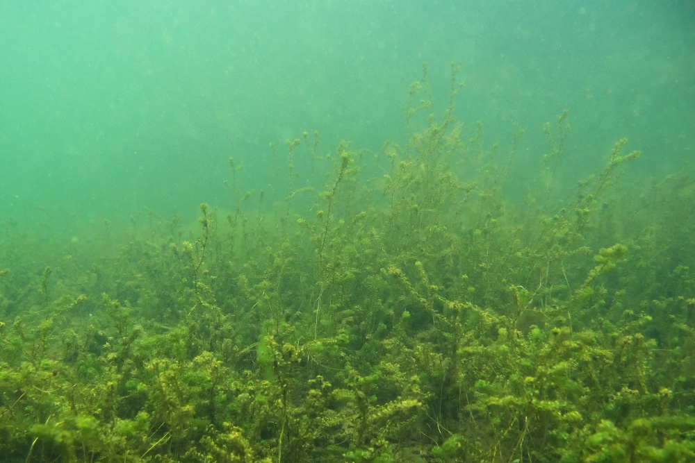 Wasserpest-Schneegestöber